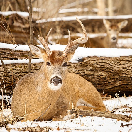 Thatcher-Woods-Forest-Chicago-Deer-2019-_MG_1089
