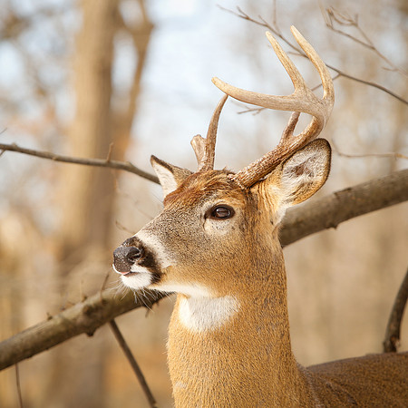 Thatcher-Woods-Forest-Chicago-Deer-2019-_MG_1173