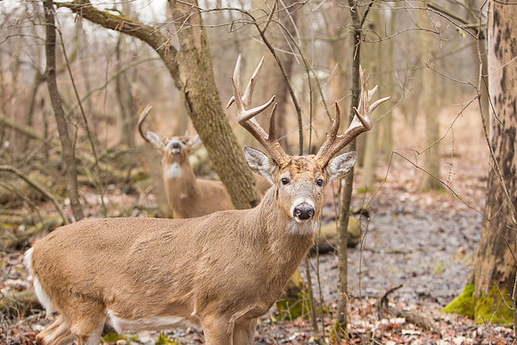 Chicago-Deer-2020-_TK_0077
