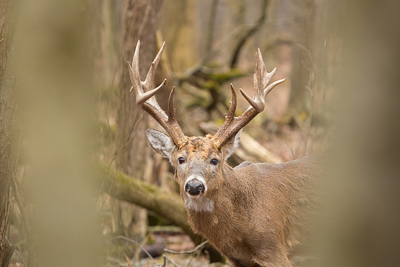 Chicago-Deer-2020-_TK_0167