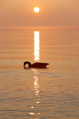 Chicago-Sunrise-03-25-2020-_TK_1219