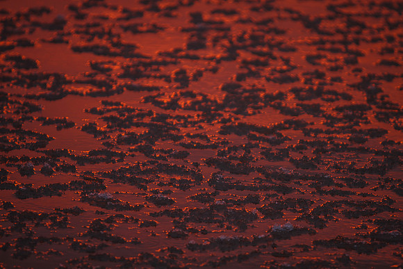 Sunrise-Chicago-01-19-2021-RGS_2078